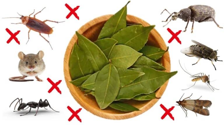 BAY LEAVES PESTS