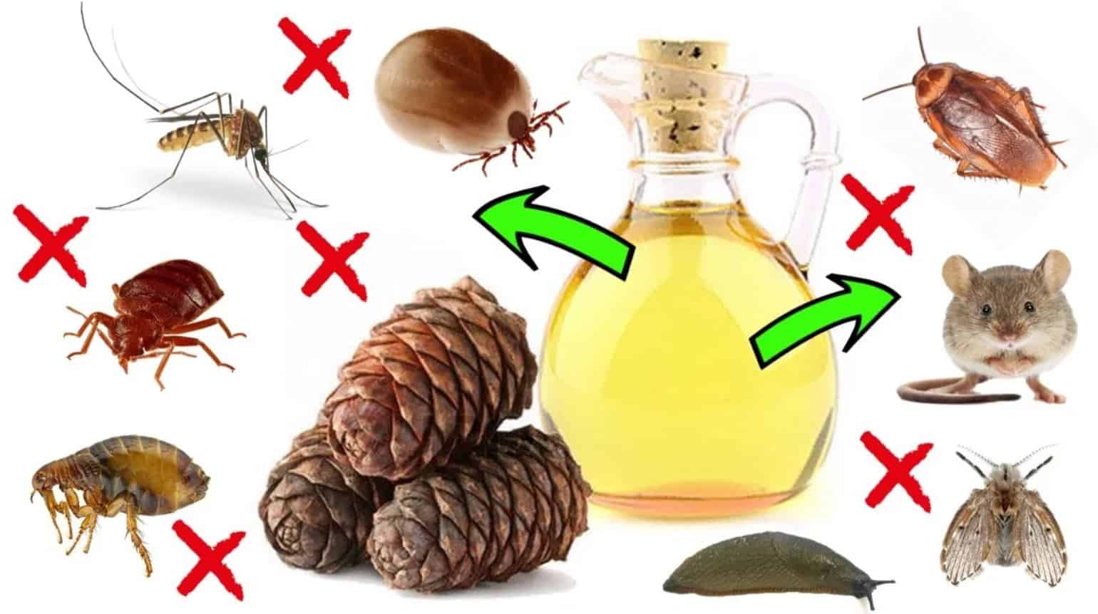 CEDAR OIL 1