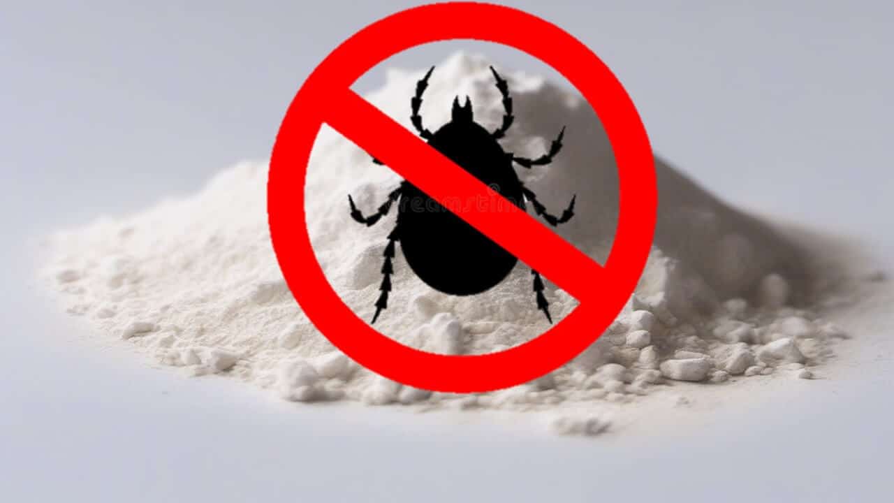 Diatomaceous Earth for pests