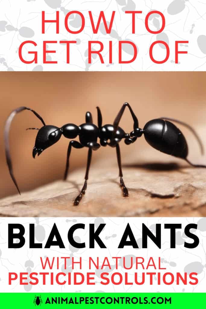 HOW TO GET RID OF BLACK ANTS