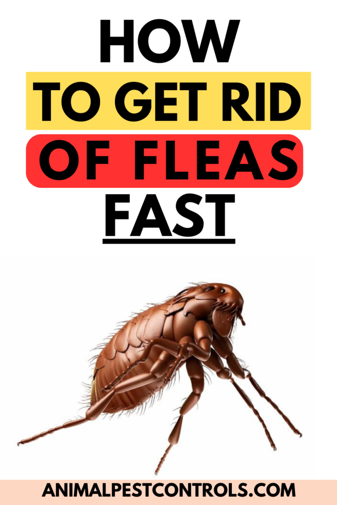 HOW TO GET RID OF FLEAS