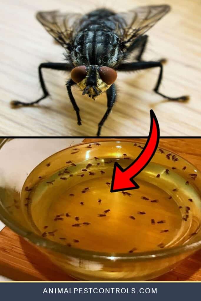 How To Get Rid of Flies