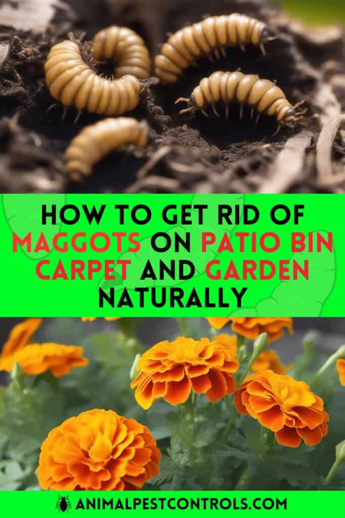 HOW TO GET RID OF MAGGOTS ON PATIO, BIN, CARPET, AND GARDEN NATURALLY