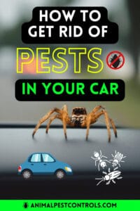 HOW TO GET RID OF PESTS IN CARS