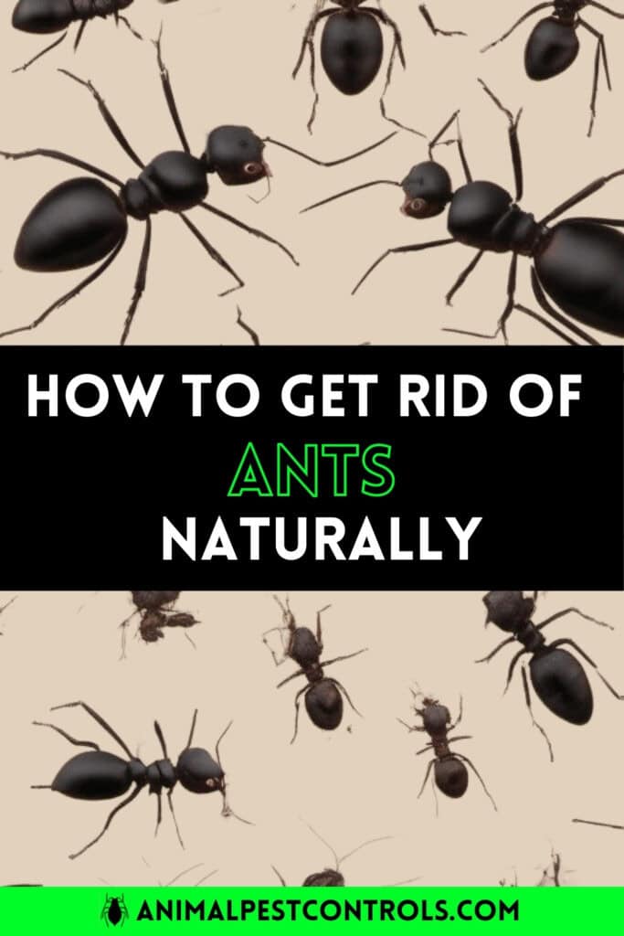 How To Get Rid of Ants Naturally