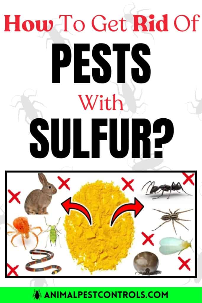 How to get rid of pests with sulphur