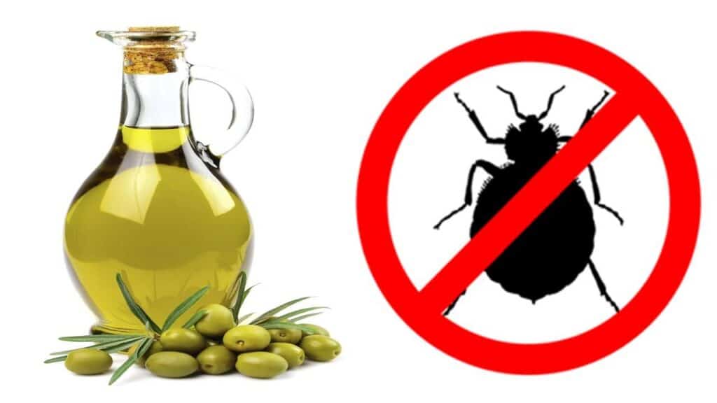 OLIVE OIL FOR PESTS 1 2