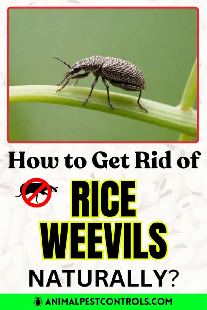 Rice weevils 