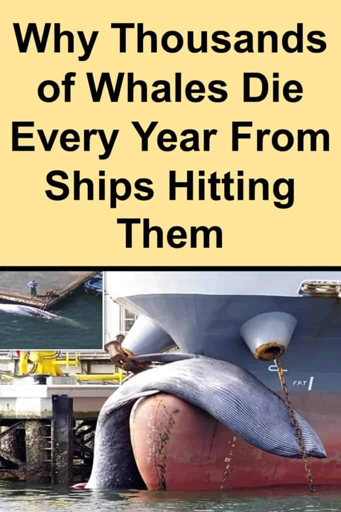 Why Thousands of Whales Die Every Year From Ships Hitting Them