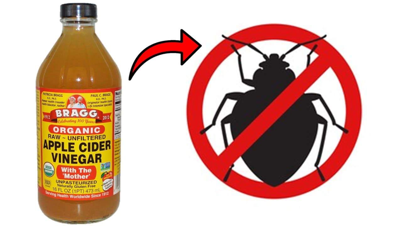 apple cider vinegar for pests