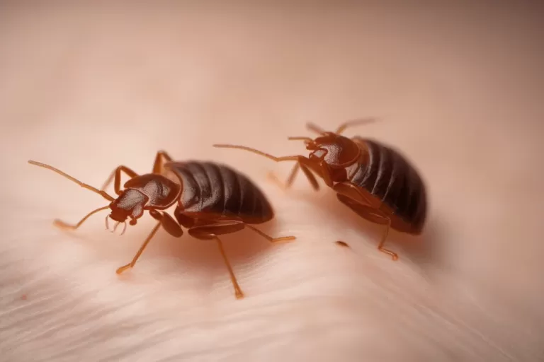 bed bug home remedies