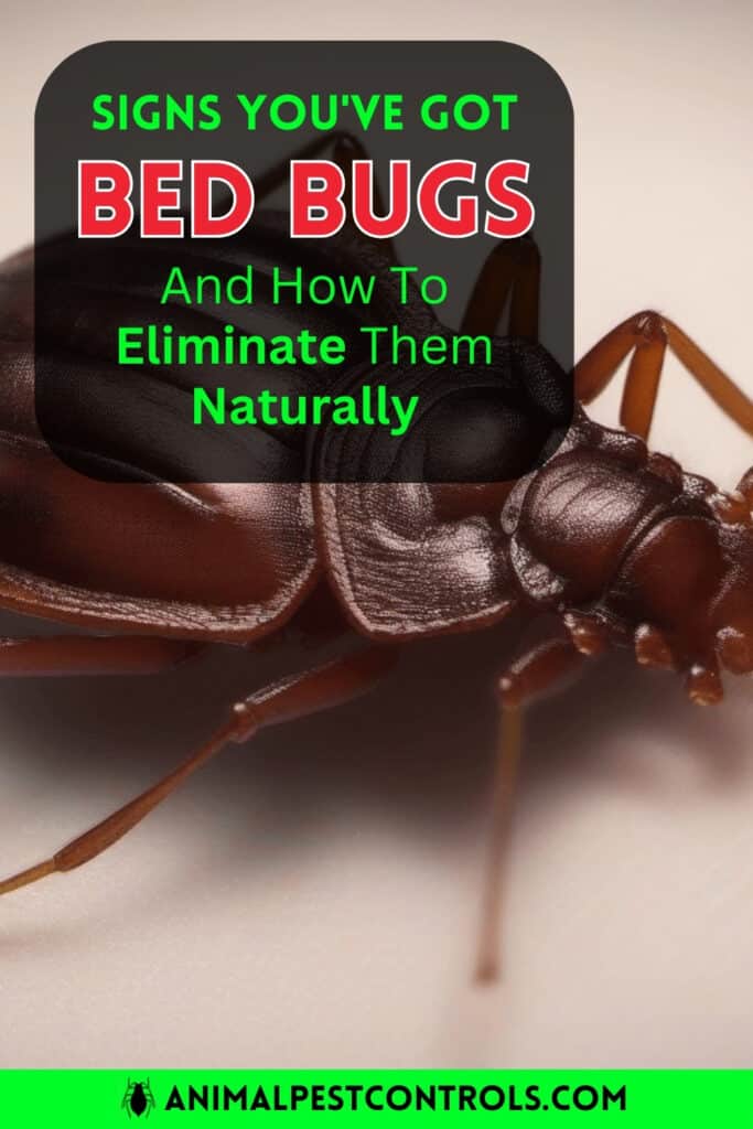 bedbugs