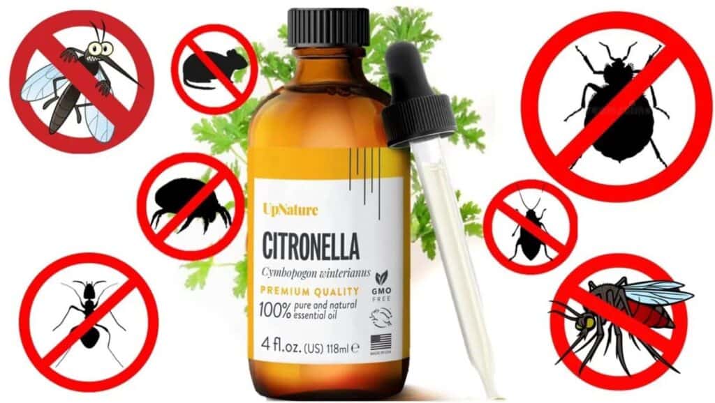 citronella oil pests 1