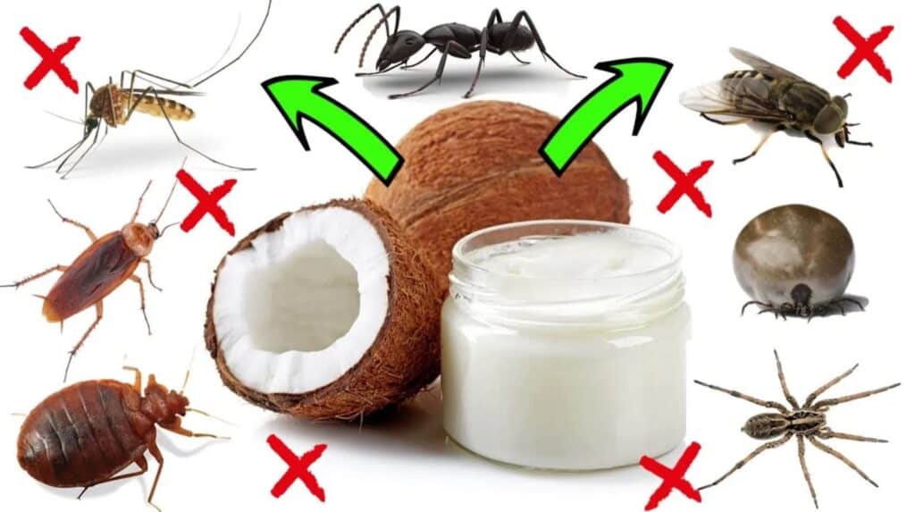 coconut oil pests