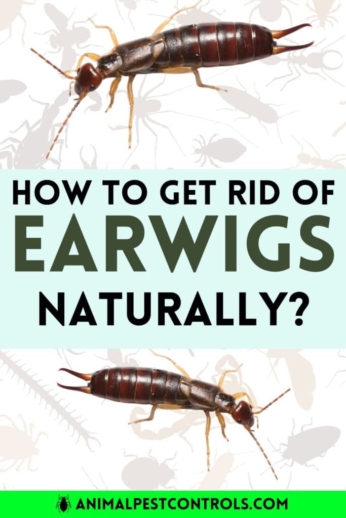 earwigs 