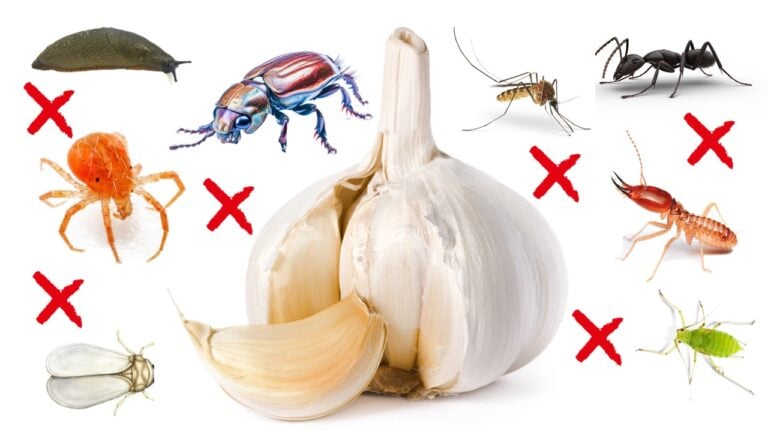 garlic pest