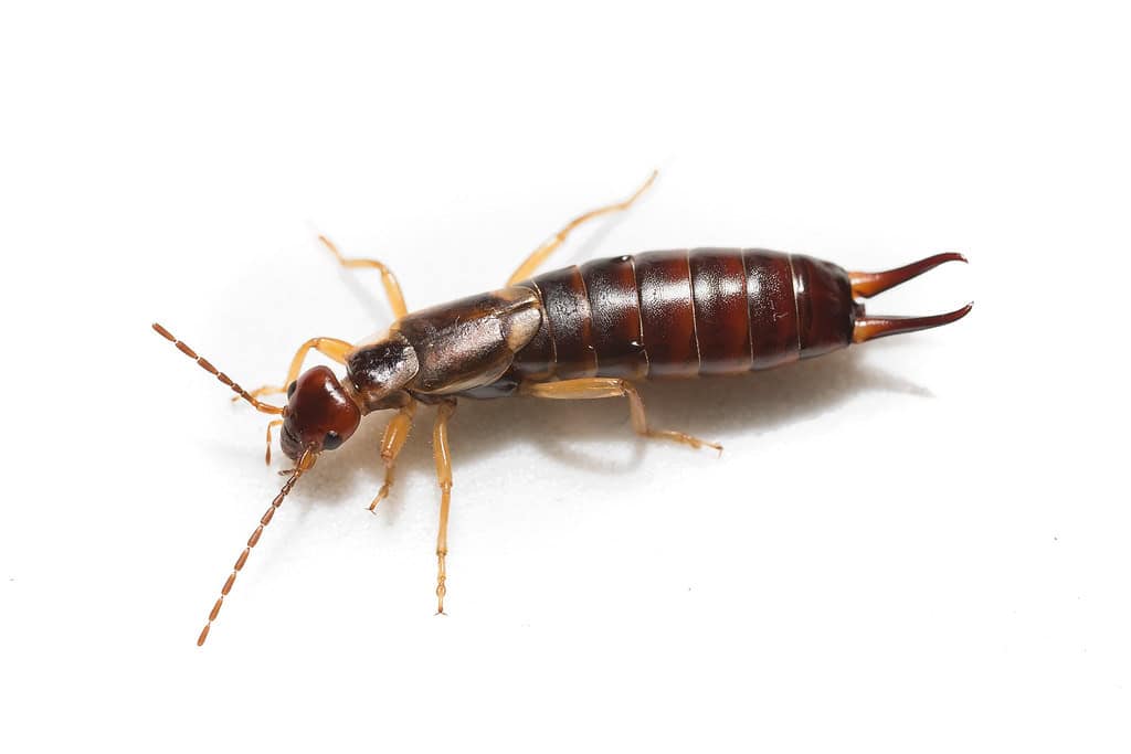 get rid of earwigs