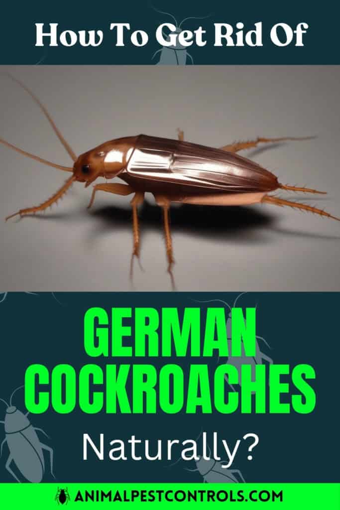 get rid of german cockroaches