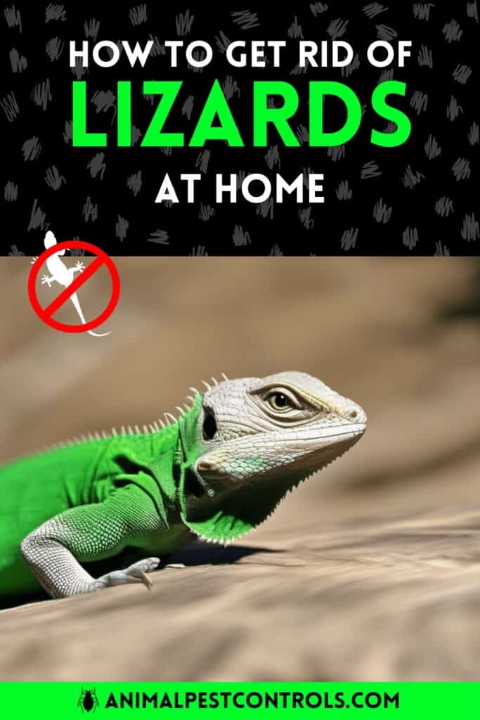 get rid of lizards