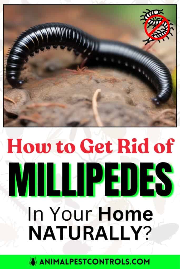 how to get rid of millipedes