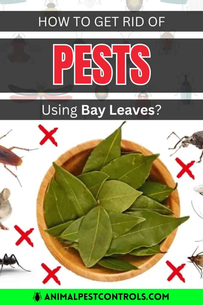 how to get rid of pests with bay leaves