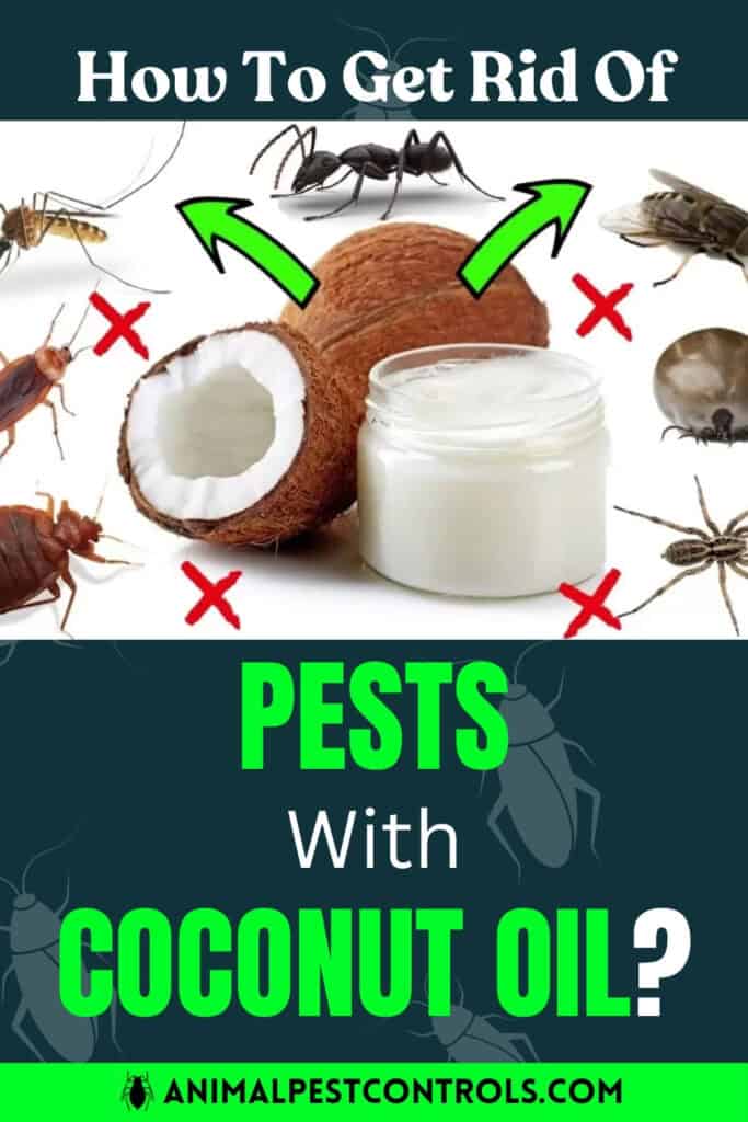 how to get rid of pests with coconut oil