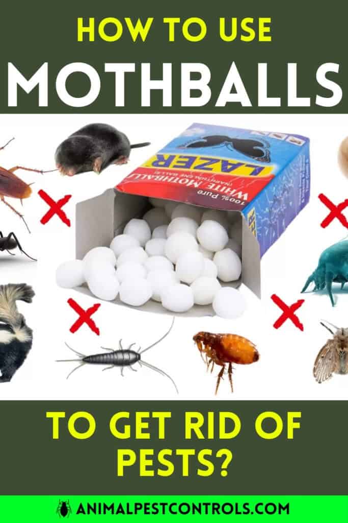 how to get rid of pests with mothballs