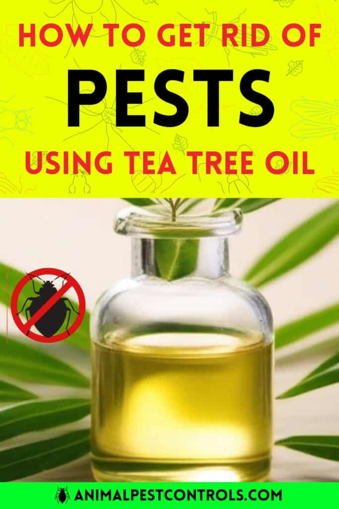 how to get rid of pests with tea tree oil