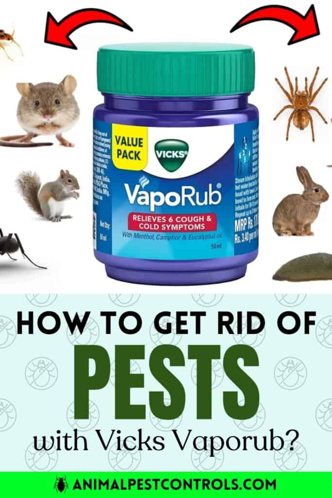 how to get rid of pests with vicks vaporub