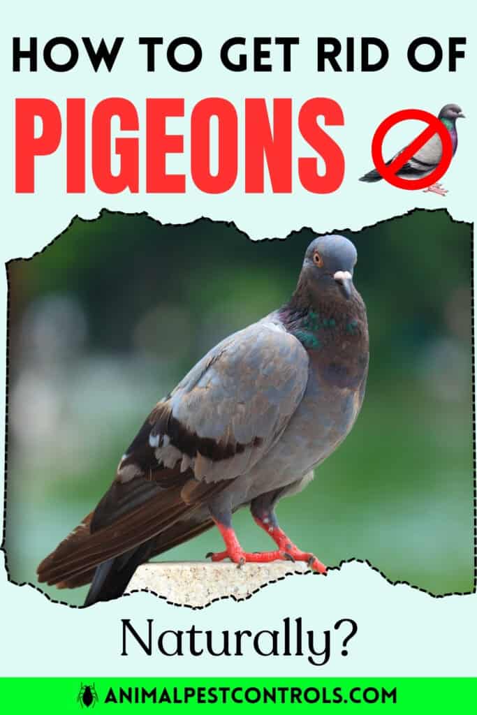 how to get rid of pigeons