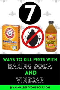 baking soda and vinegar pest killer