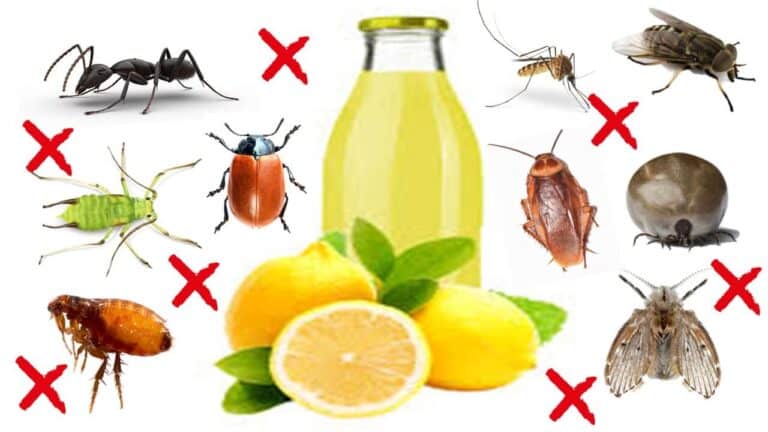 lemon pest 1