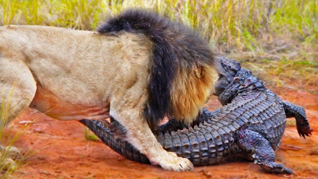 lion and crocodile