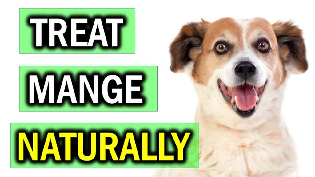 How to Get Rid of Mange on Dogs Naturally? 