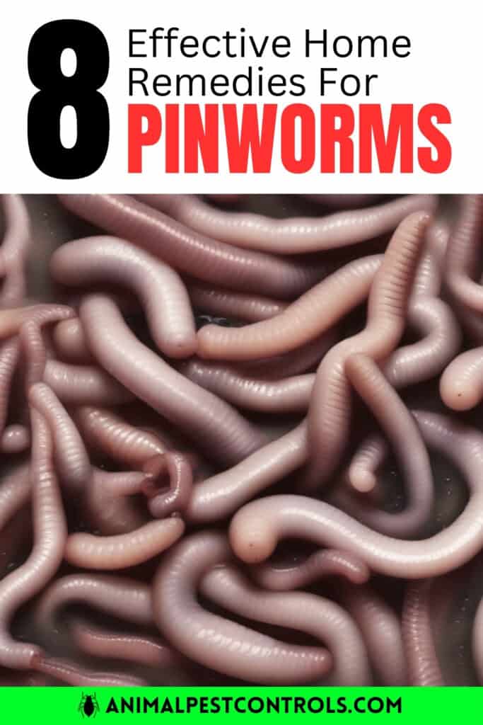 pinworm remedies