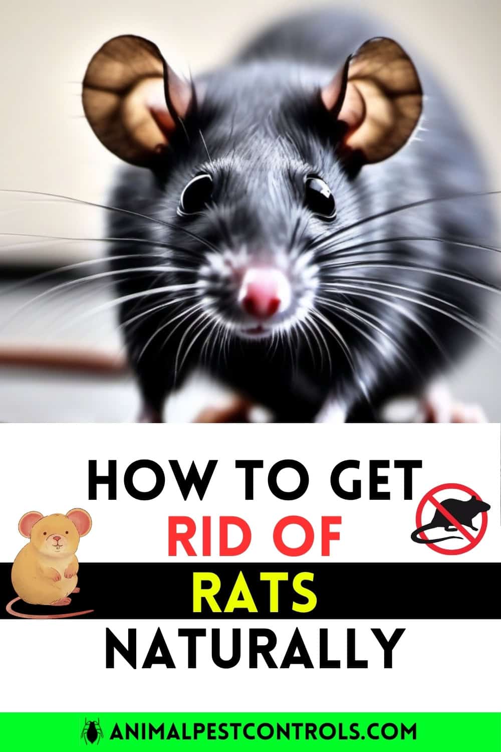 How to Get Rid of Rats Naturally?