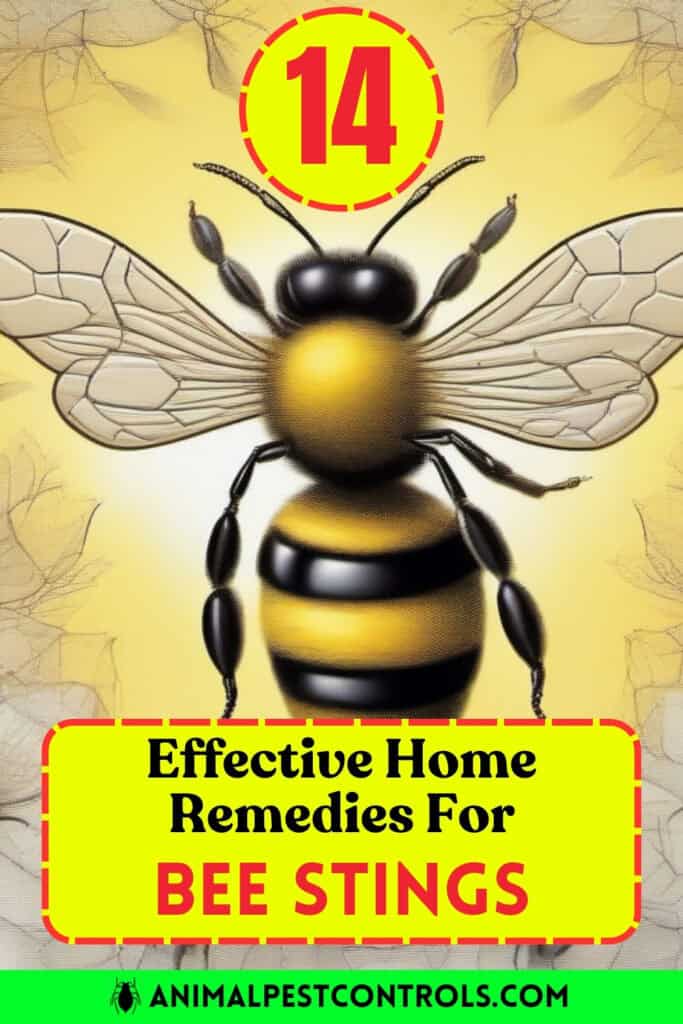 remedies for bee stings