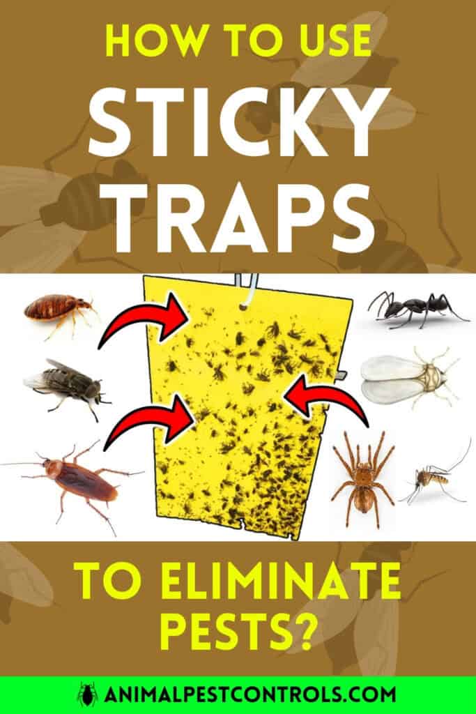 sticky traps for pests