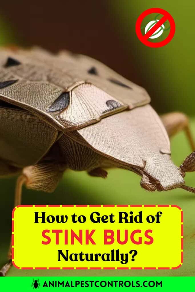 stinkbugs