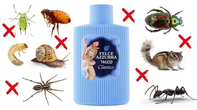 talcum powder for pests