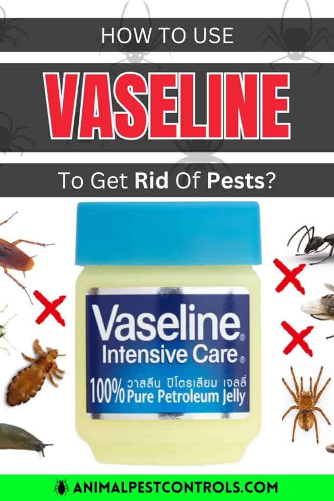 vaseline for pests