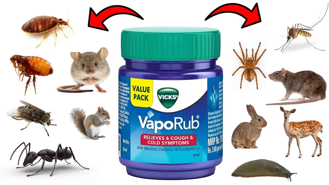 vick pests