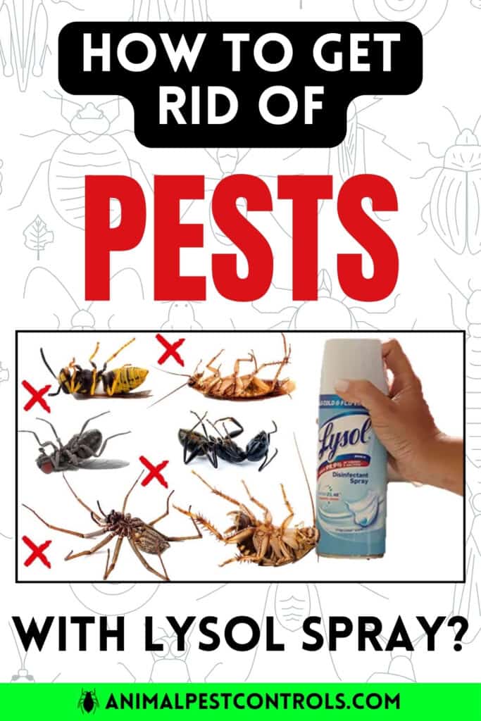 get rid of pests witgh lysol spray