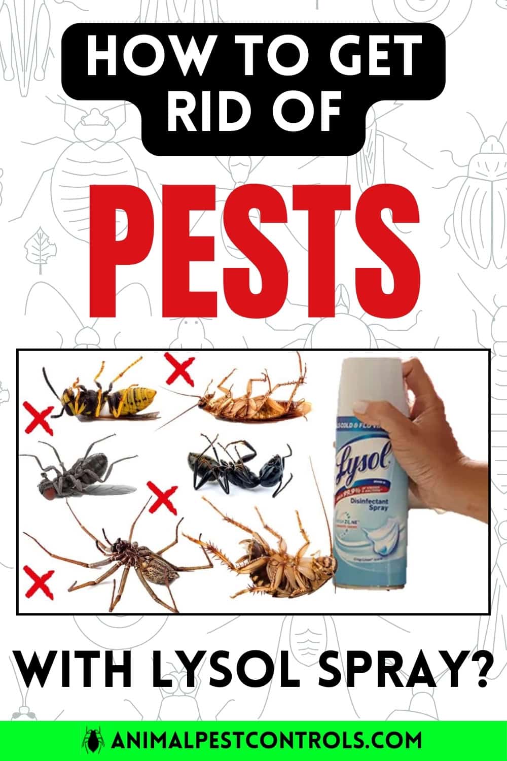 How To Get Rid Of Pests With Lysol Spray 8670