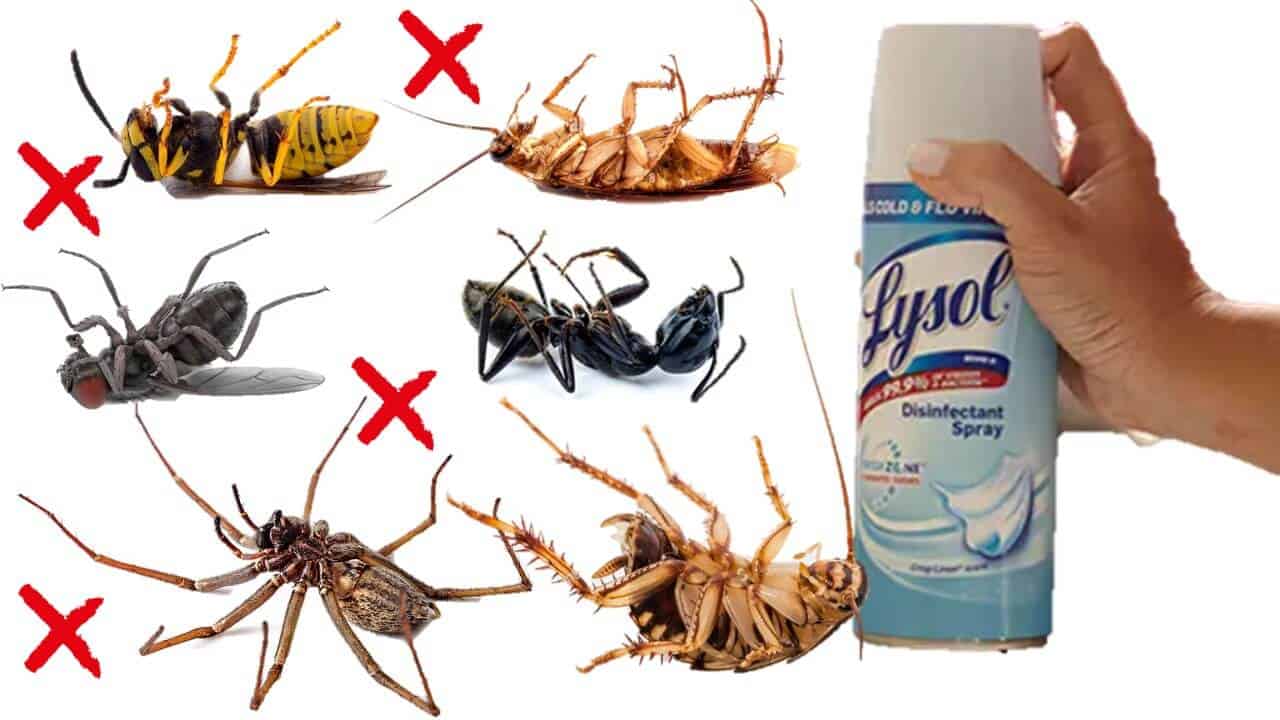 lysol pest 2