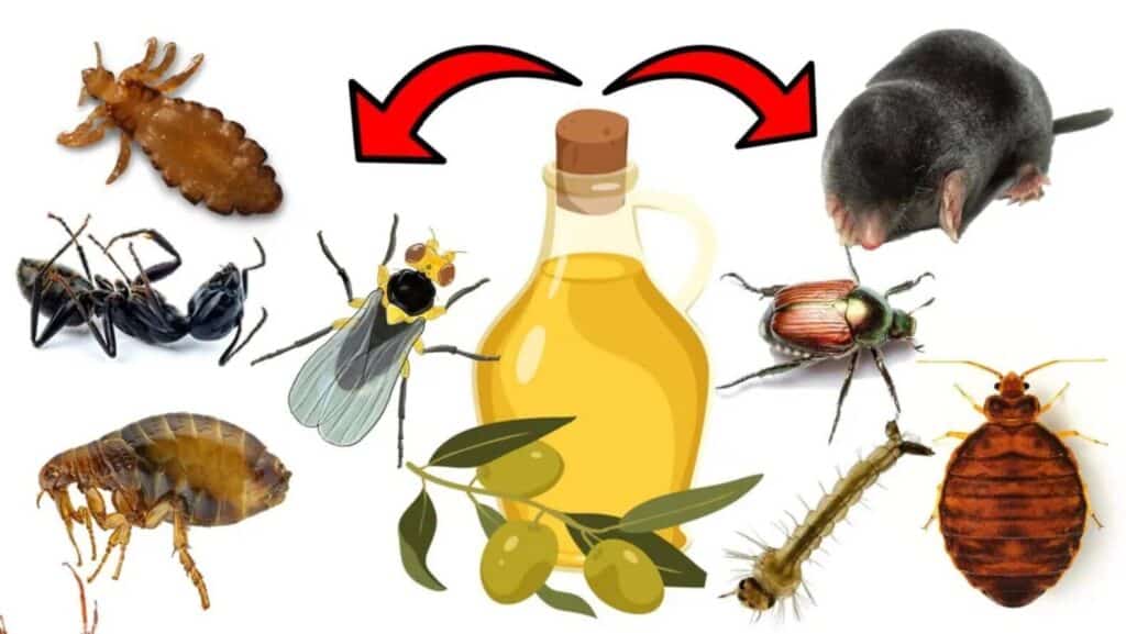 OLIVE OIL FOR PESTS 1