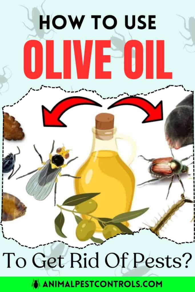 get rid of pests with olive oil