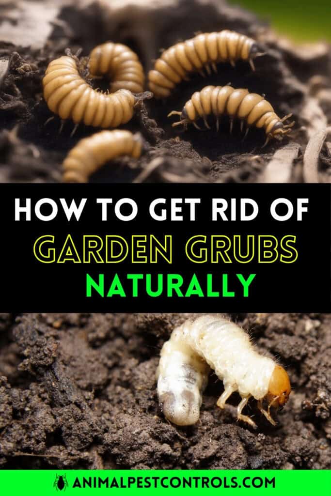 get rid of garden grubs