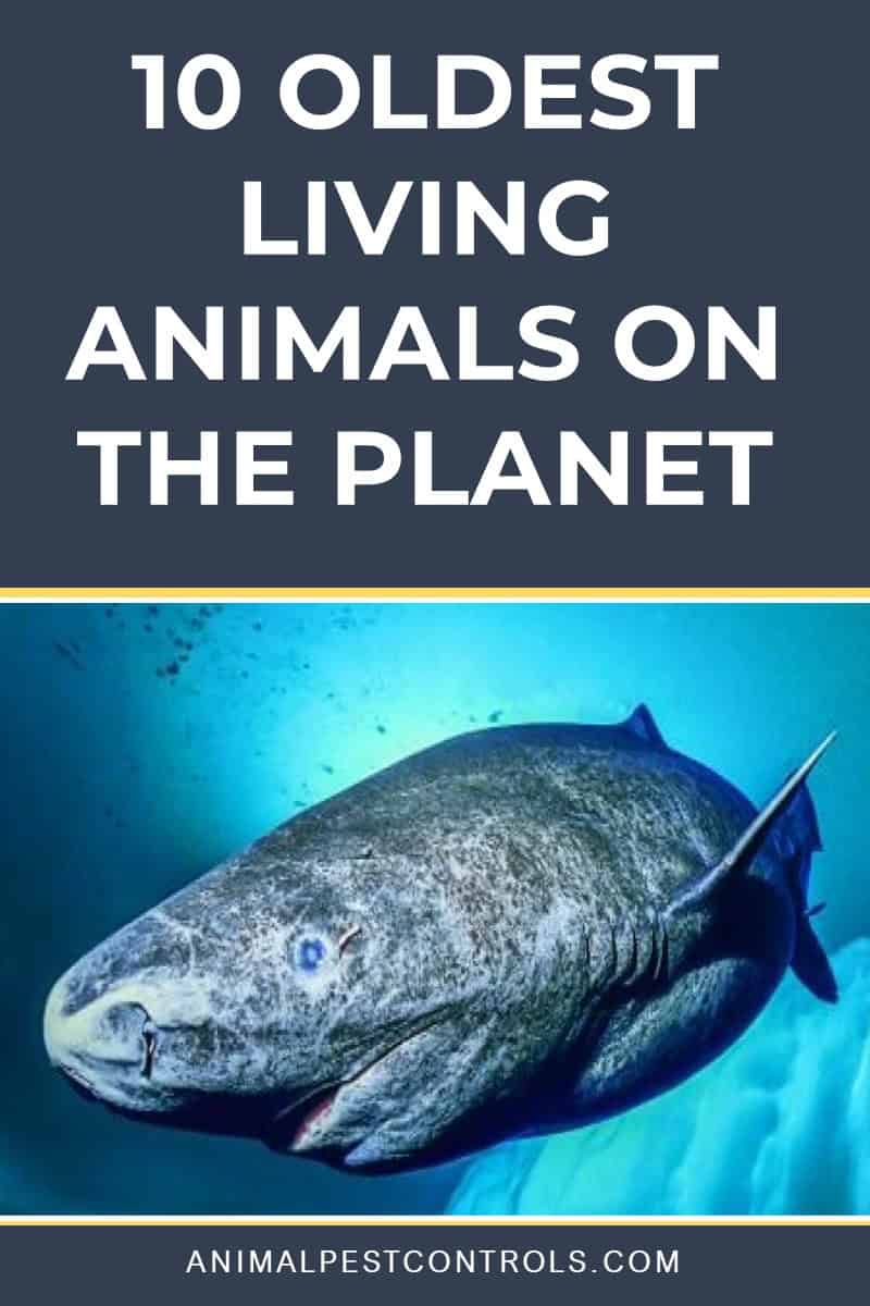 oldest animal in the world alive