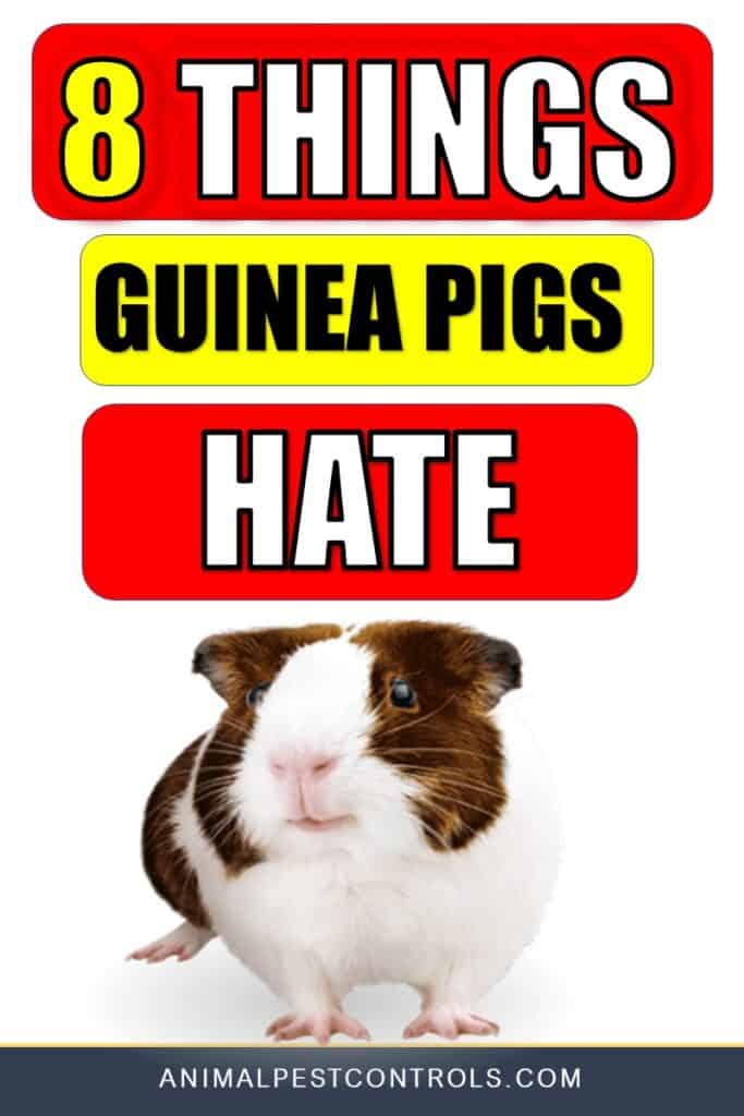 THINGS THAT GUINEA PIGS HATE